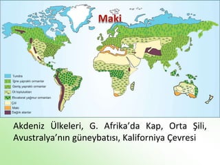 Akdeniz Ülkeleri, G. Afrika’da Kap, Orta Şili,
Avustralya’nın güneybatısı, Kaliforniya Çevresi
 