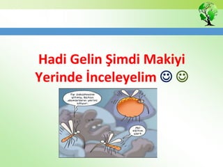 Hadi Gelin Şimdi Makiyi
Yerinde İnceleyelim  
 