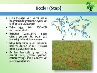 Bozkır (Step)
• Orta kuşağın yarı kurak iklim
bölgelerinde görülen seyrek ve
cılız ot topluluklarıdır.
• Yıllık yağış miktarı 250-400
mm arasındadır.
• İlkbahar yağışlarına bağlı
olarak yeşeren bu otlar yaz
kuraklığından dolayı sararır.
• Step bölgesinin esas bitkisini;
kökleri derine inmiş kurakçıl
otlar oluşturmaktadır.
• Bunların başlıcaları yavşan otu,
üzerlik otu, geven, yumak,
çoban yastığı, kekik, adaçayı ve
sığır kuyruğudur.
 