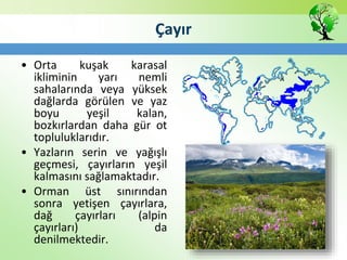 Çayır
• Orta kuşak karasal
ikliminin yarı nemli
sahalarında veya yüksek
dağlarda görülen ve yaz
boyu yeşil kalan,
bozkırlardan daha gür ot
topluluklarıdır.
• Yazların serin ve yağışlı
geçmesi, çayırların yeşil
kalmasını sağlamaktadır.
• Orman üst sınırından
sonra yetişen çayırlara,
dağ çayırları (alpin
çayırları) da
denilmektedir.
 