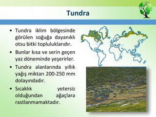 Tundra
• Tundra iklim bölgesinde
görülen soğuğa dayanıklı
otsu bitki topluluklarıdır.
• Bunlar kısa ve serin geçen
yaz döneminde yeşerirler.
• Tundra alanlarında yıllık
yağış miktarı 200-250 mm
dolayındadır.
• Sıcaklık yetersiz
olduğundan ağaçlara
rastlanmamaktadır.
 