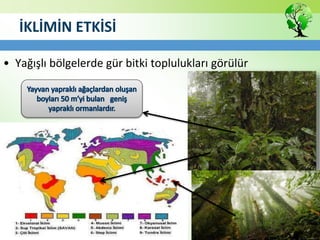 İKLİMİN ETKİSİ
• Yağışlı bölgelerde gür bitki toplulukları görülür
 