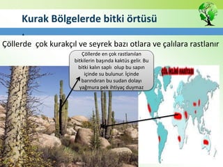 Kurak Bölgelerde bitki örtüsü
.
Çöllerde çok kurakçıl ve seyrek bazı otlara ve çalılara rastlanır
Çöllerde en çok rastlanılan
bitkilerin başında kaktüs gelir. Bu
bitki kalın saplı olup bu sapın
içinde su bulunur. İçinde
barındıran bu sudan dolayı
yağmura pek ihtiyaç duymaz
 