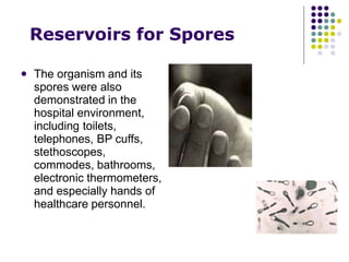 Reservoirs for Spores
 The organism and its
spores were also
demonstrated in the
hospital environment,
including toilets,
telephones, BP cuffs,
stethoscopes,
commodes, bathrooms,
electronic thermometers,
and especially hands of
healthcare personnel.
 