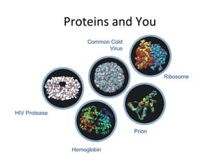 Proteins and You
HIV Protease
Hemoglobin
Common Cold
Virus
Ribosome
Prion
 
