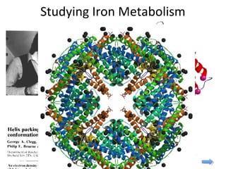 Studying Iron Metabolism
 