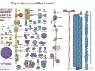 Why are there so many different shapes?
 
