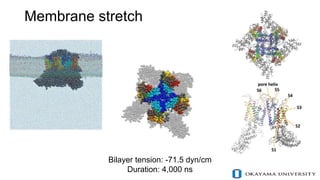 Membrane stretch
Bilayer tension: -71.5 dyn/cm
Duration: 4,000 ns
 