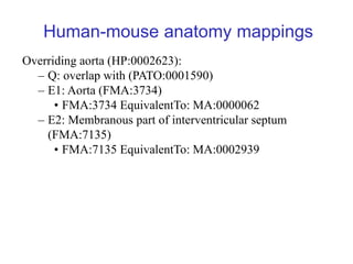Mouse phenotype

Overriding aorta (MP:0000273):
   – Q: overlap with (PATO:0001590)
   – E1: Aorta (MA:0000062)
   – E2: M...