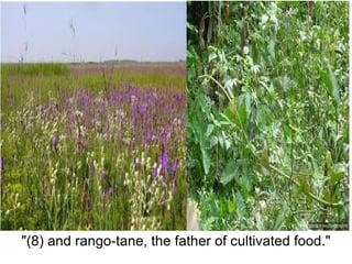 "(8) and rango-tane, the father of cultivated food."
 