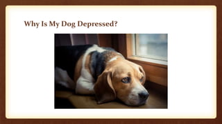Why Is My Dog Depressed?
 