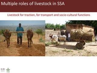 Role of herbivores in sustainable agriculture in sub-Saharan Africa