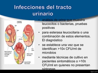 • análisis de orina que muestra
leucocitos o bacterias, pruebas
positivas
• para esterasa leucocitaria o una
combinación de estos elementos.
El diagnóstico
• se establece una vez que se
identifican >104 CFU/ml de
microbios
• mediante técnicas de cultivo en
pacientes sintomáticos o >105
CFU/ml en quienes no presentan
síntomas.
 