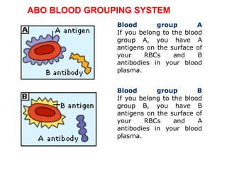 Blood group A
If you belong to the blood
group A, you have A
antigens on the surface of
your RBCs and B
antibodies in your blood
plasma.
Blood group B
If you belong to the blood
group B, you have B
antigens on the surface of
your RBCs and A
antibodies in your blood
plasma.
ABO BLOOD GROUPING SYSTEM
 