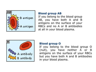 Blood group AB
If you belong to the blood group
AB, you have both A and B
antigens on the surface of your
RBCs and no A or B antibodies
at all in your blood plasma.
Blood group O
If you belong to the blood group O
(null), you have neither A or B
antigens on the surface of your RBCs
but you have both A and B antibodies
in your blood plasma.
 