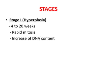 STAGES
• Stage I (Hyperplasia)
- 4 to 20 weeks
- Rapid mitosis
- Increase of DNA content
 
