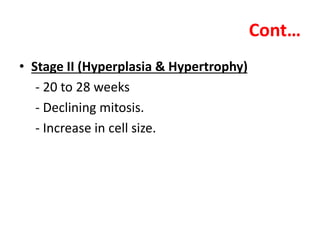 Cont…
• Stage II (Hyperplasia & Hypertrophy)
- 20 to 28 weeks
- Declining mitosis.
- Increase in cell size.
 