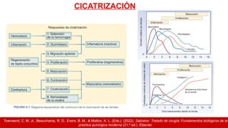 Townsend, C. M. Jr., Beauchamp, R. D., Evers, B. M., & Mattox, K. L. (Eds.). (2022). Sabiston. Tratado de cirugía: Fundamentos biológicos de la
práctica quirúrgica moderna (21.ª ed.). Elsevier.
CICATRIZACIÓN
 
