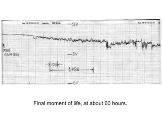 Final moment of life, at about 60 hours.
 