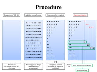 +---+++-++--+++
-+-+---+-+-+-+--
--+-++-+----++++
++----+--+-+-+-+
----++++-+----++
-+-+--+-+-+++---+
+-----++--+-+--+-
+-+-+-+-+++-++
+-++-+++-+-+---
+---+-+-+----+-
++++++++-+-+-+-
-----+-+-+----++-
+---+---+-+---+-+-
+ + + + + + +
+ + + + + +
+ + + + +
+ + + +
+ + +
+ +
+
-
- -
- - -
- - - -
- - - - -
- - - - - -
- - - - - - -
+ + + + + + +
+ + + + + + + +
+ + + + + + + +
+ + + +
+ + +
+ +
+
-
- -
- - -
- - - -
- - - - -
- - - - - -
- - - - - - -
+-
+ +- -
+ + +- - -
+
Meet their Isoelectric Point
Movement Stop
Preparation of IEF Gel Addition of ampholytes Generation of pH gradient Sample application
Zwittor
ion
(+)
(-)
Procedure
Polymerized
Acrylamide solution on a
glass plate
Randomly placed charges
of ampholytes in
acrylamide gel
On applying potential
difference, pH gradient is
established
 