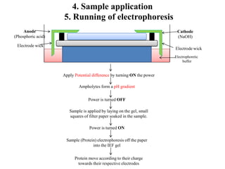 4. Sample application
5. Running of electrophoresis
Apply Potential difference by turning ON the power
Ampholytes form a pH gradient
Power is turned OFF
Sample is applied by laying on the gel, small
squares of filter paper soaked in the sample.
Power is turned ON
Sample (Protein) electrophoresis off the paper
into the IEF gel
Protein move according to their charge
towards their respective electrodes
Electrode wick
Electrode wick
Anode
(Phosphoric acid)
Cathode
(NaOH)
Electrophoretic
buffer
 