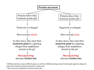 Proteins movement
Proteins below their
Isoelectic points (pI)
Proteins above their
Isoelectic points (pI)
Positively (+) charged Negatively (-) charged
Move toward cathode Move toward anode
As they move, they meet their
isoelectric point by capturing
charges from ampholytes
present in the gel
As they move, they meet their
isoelectric point by capturing
charges from ampholytes
present in the gel
Movement Stop
(become Zwittor ion)
Movement Stop
(become Zwittor ion)
• Different proteins stop at different places as all have different charges and all need equal opposite charges to
meet their isoelectric points (to become zwitter ion).
• This causes the separation of protein molecules.
 