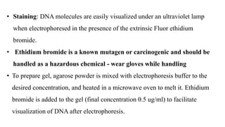 • Staining: DNA molecules are easily visualized under an ultraviolet lamp
when electrophoresed in the presence of the extrinsic Fluor ethidium
bromide.
• Ethidium bromide is a known mutagen or carcinogenic and should be
handled as a hazardous chemical - wear gloves while handling
• To prepare gel, agarose powder is mixed with electrophoresis buffer to the
desired concentration, and heated in a microwave oven to melt it. Ethidium
bromide is added to the gel (final concentration 0.5 ug/ml) to facilitate
visualization of DNA after electrophoresis.
 