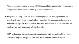• After cooling the solution to about 60℃ it is poured into a casting tray containing a
sample comb and allowed to solidify at room temperature.
• Samples containing DNA mixed with loading buffer are then pipetted into the
sample wells, the lid and power leads are placed on the apparatus and a current is
applied run the gel for 30-45 mins at 100-150V. The current flow can be confirmed
by observing bubbles coming off the electrodes
• DNA will migrate towards the positive electrode, which is usually colored red, in
view of its negative charge and separated based on their isoelectric points.
 