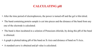 CALCULATING pH
• After the time period of electrophoresis, the power is turned off and the gel is blot dried.
• The band containing protein sample is cut into pieces and the distance of the band from any
one of the electrode is calculated.
• The band is then incubated in a solution of Potassium chloride, by doing this pH of the band
is obtained.
• A graph is plotted taking pH of the band on X-Axis and distance of band on Y-Axis.
• A standard curve is obtained and pI value is calculated.
 