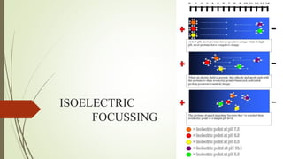 ISOELECTRIC
FOCUSSING
 