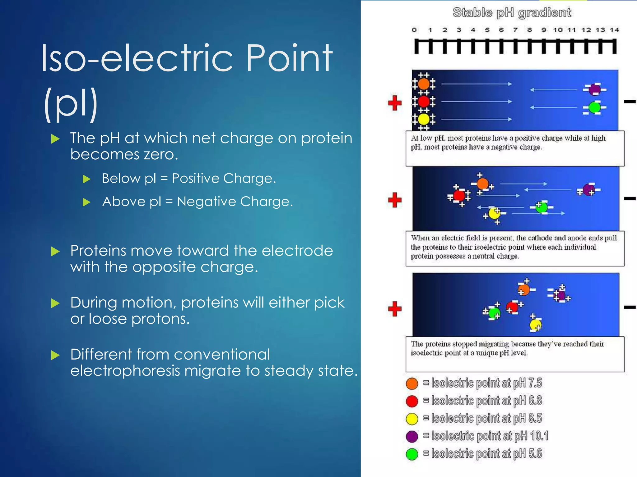 Isoelectric Focusing | PPSX