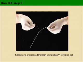 Run IEF step 1

1. Remove protective film from Immobiline™ DryStrip gel.

 