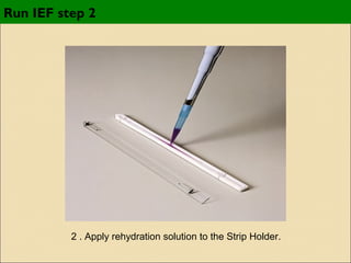 Run IEF step 2

2 . Apply rehydration solution to the Strip Holder.

 