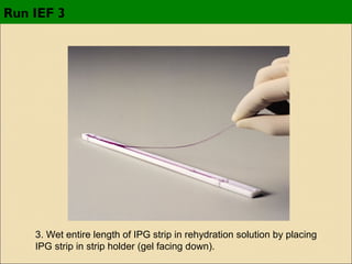 Run IEF 3

3. Wet entire length of IPG strip in rehydration solution by placing
IPG strip in strip holder (gel facing down).

 
