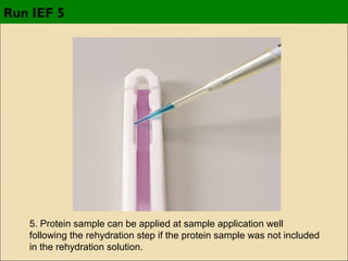 Run IEF 5

5. Protein sample can be applied at sample application well
following the rehydration step if the protein sample was not included
in the rehydration solution.

 