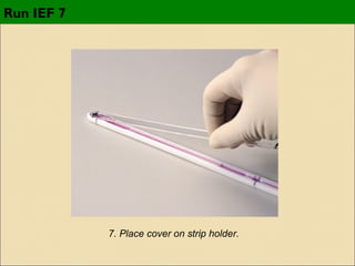 Run IEF 7

7. Place cover on strip holder.

 