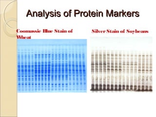 Analysis of Protein Markers
Coomassie Blue Stain of
W
heat

Silver Stain of Soybeans

 