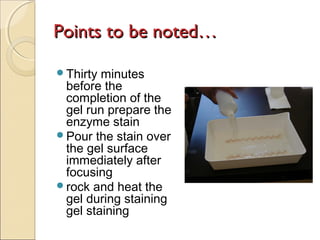Points to be noted…
Thirty

minutes
before the
completion of the
gel run prepare the
enzyme stain
Pour the stain over
the gel surface
immediately after
focusing
rock and heat the
gel during staining
gel staining

 