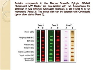 Proteins components in the Thermo Scientific DyLight 549/649
Fluorescent MW Marker are dual-labeled with two fluorophores for
detection in two different fluorescent channels in gel (Panel 1) or on
membrane (Panel 2). The bands also can be detected with Coomassie
dye or silver stains (Panel 3).

 