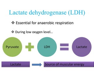 Lactate dehydrogenase (LDH)
 Essential for anaerobic respiration
 During low oxygen level…
Pyruvate LDH Lactate
Lactate Source of muscular energy
 