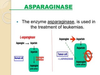 ASPARAGINASE
 The enzyme asparaginase, is used in
the treatment of leukemias.
 