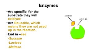 ISOENZYMES In Human body.10 Different clinically important enzymes | PPTX