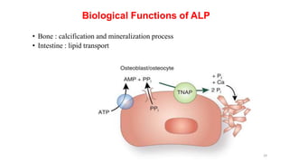Isoenzymes - Diagnostic Methods & Importance.pptx