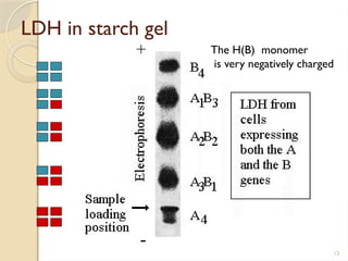 12
LDH in starch gel
The H(B) monomer
is very negatively charged
 