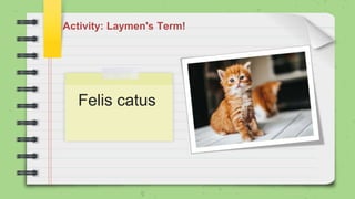 Activity: Laymen's Term!
Felis catus
 