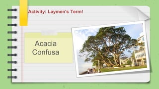 Activity: Laymen's Term!
Acacia
Confusa
 