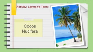 Activity: Laymen's Term!
Cocos
Nucifera
`
 