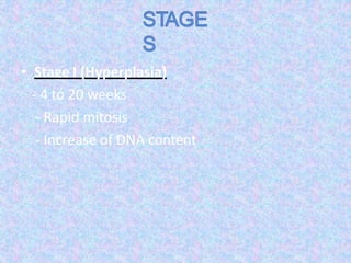 • Stage I (Hyperplasia)
- 4 to 20 weeks
- Rapid mitosis
- Increase of DNA content
 