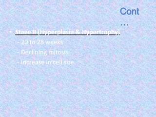 • Stage II (Hyperplasia & Hypertrophy)
- 20 to 28 weeks
- Declining mitosis.
- Increase in cell size.
 