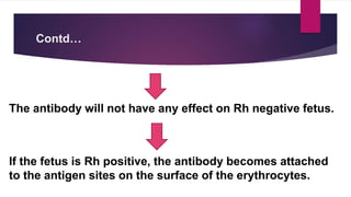 Contd…
The antibody will not have any effect on Rh negative fetus.
If the fetus is Rh positive, the antibody becomes attached
to the antigen sites on the surface of the erythrocytes.
 